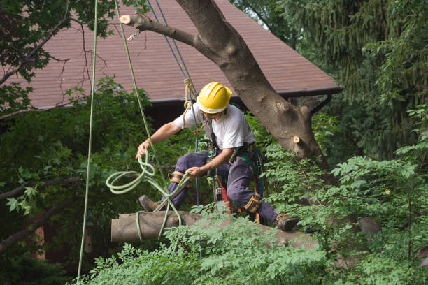 How Our Tree Care Process Works  in  Nanawale Estates, HI